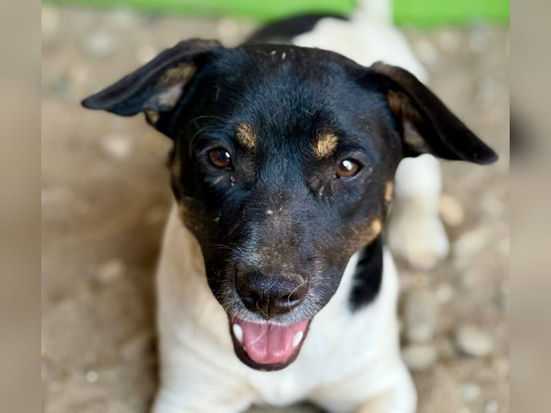 WATSON - Kleiner Mann wartet in 33100 Paderborn auf seine Menschen