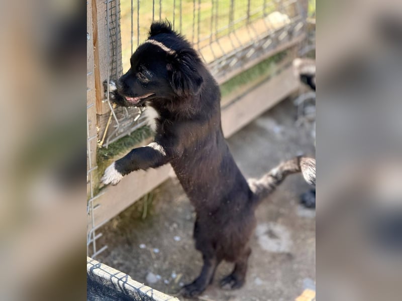 EDWINA - Kleine Hündin mit großem Herzen sucht ihre Lieblingsmenschen