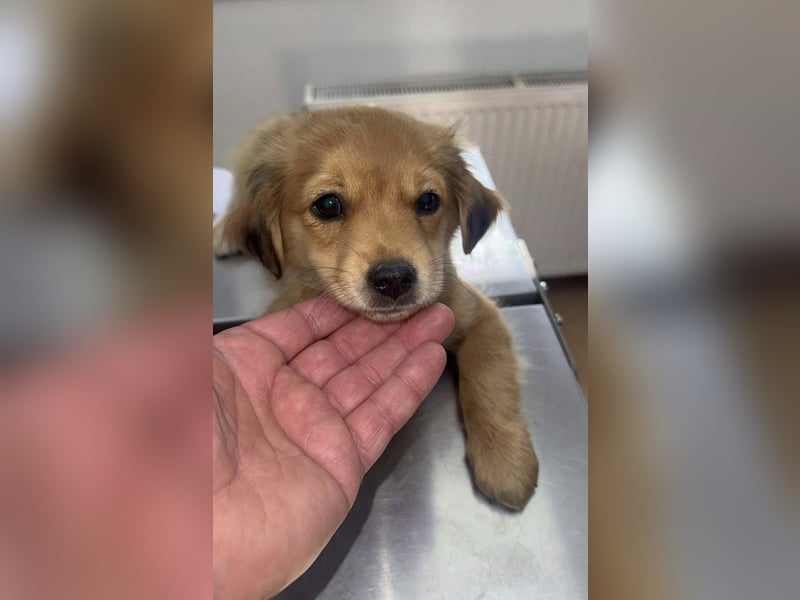 ADINO - Zauberhafter Bub wünscht sich ein liebevolles Zuhause