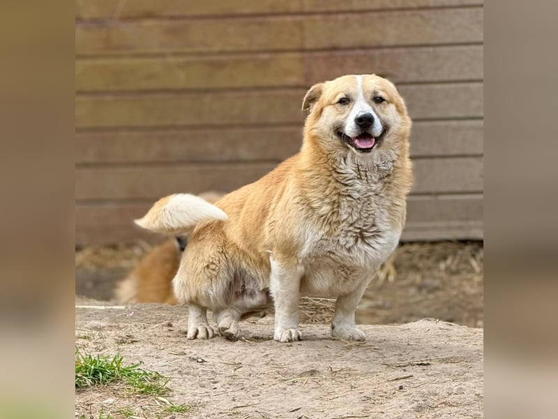PITZI - freundlicher kleiner Rüde sucht seine Würstchengeber
