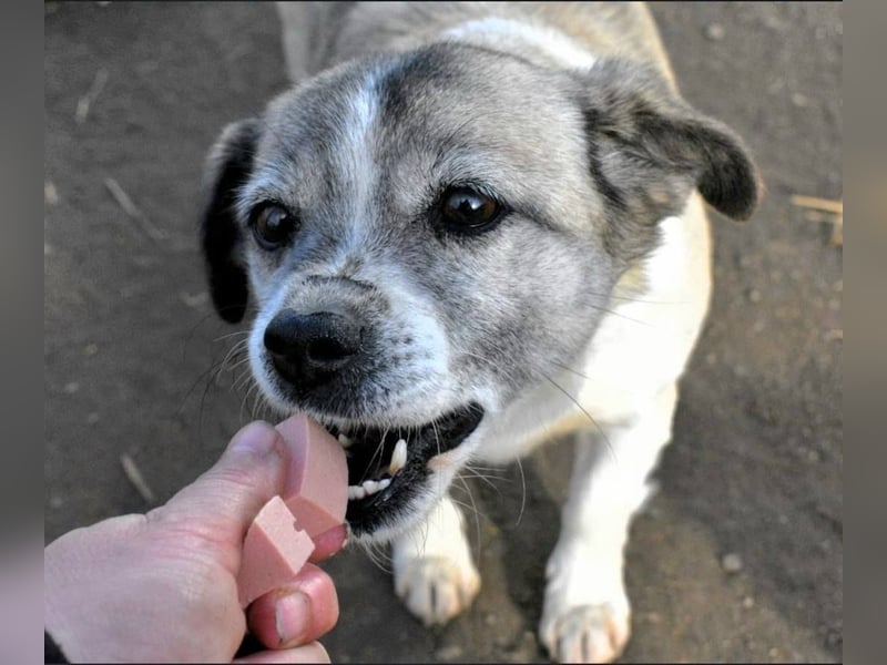 CHICA - Gnadenplatz bei lieben Menschen gesucht