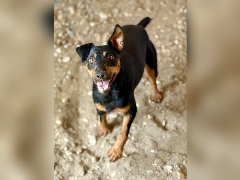 MILLICENT - Liebenswertes, goldiges Mädchen sucht ihre Lieblingsmenschen