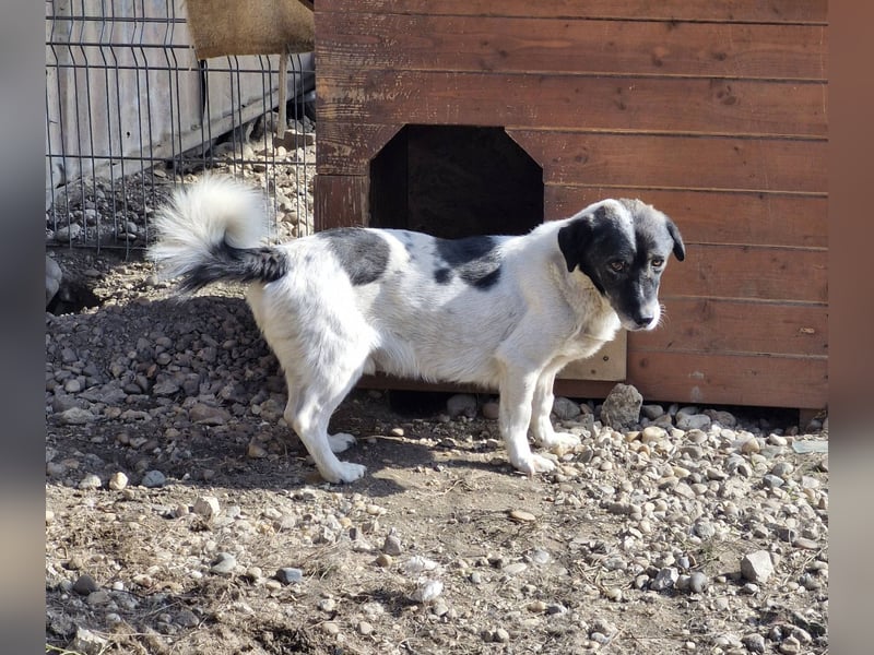 MIKRULI - Freundlicher, kleiner Kerl sucht sein Für-Immer-Zuhause