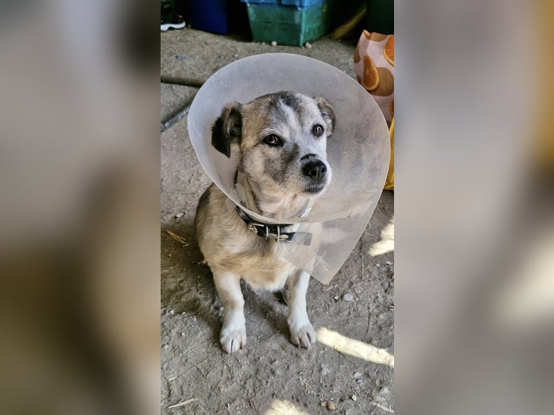 CHICA - Gnadenplatz bei lieben Menschen gesucht