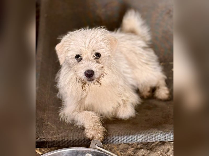 BALISTO - Kleine Wuschelmaus sucht Für-Immer-Zuhause