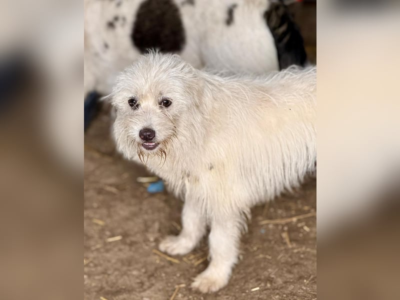 BALISTO - Kleine Wuschelmaus sucht Für-Immer-Zuhause