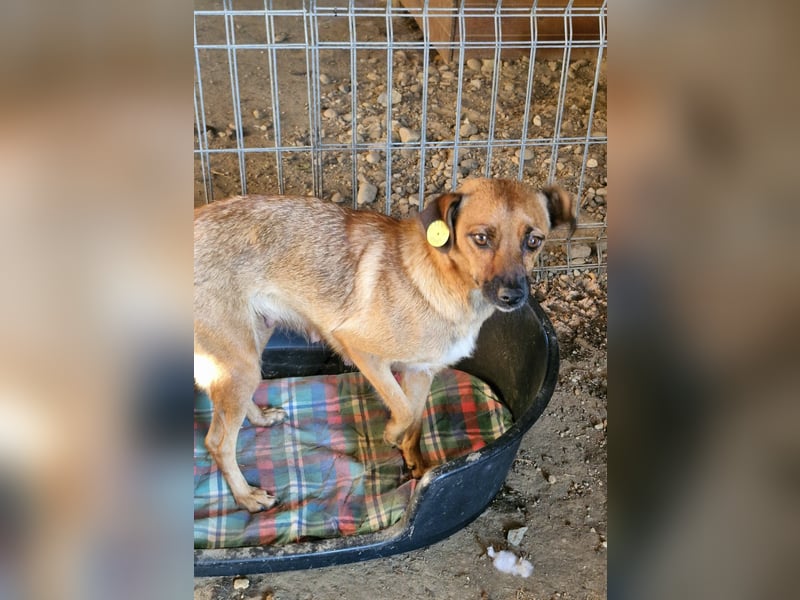 ANGELEYE - Bezaubernde Hündin sucht ihre Lieblingsmenschen