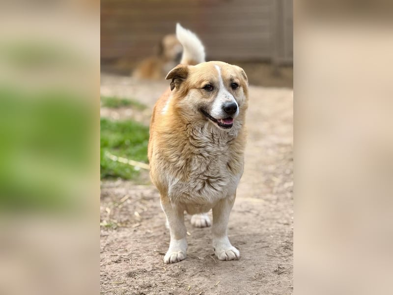 PITZI - freundlicher kleiner Rüde sucht seine Würstchengeber