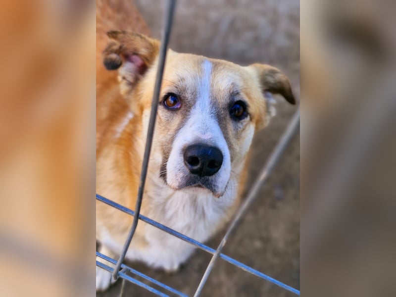 PITZI - freundlicher kleiner Rüde sucht seine Würstchengeber