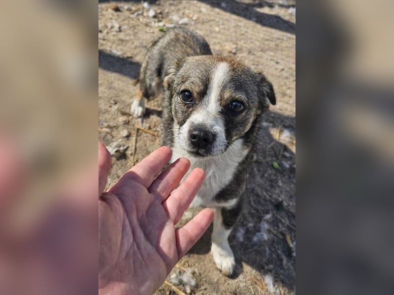 BARLIE - wer schenkt dem freundlichen Mädchen ein warmes Körbchen?