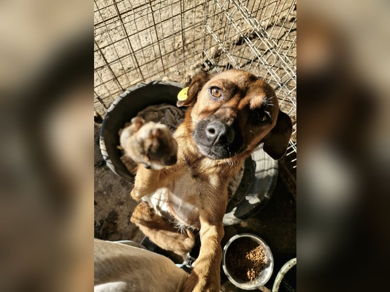 ANGELEYE - Bezaubernde Hündin sucht ihre Lieblingsmenschen