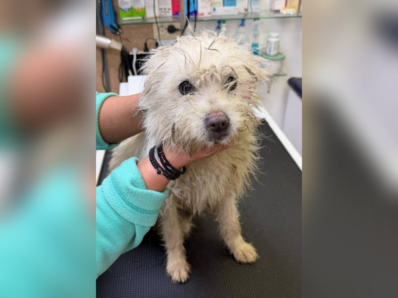 BALISTO - Kleine Wuschelmaus sucht Für-Immer-Zuhause