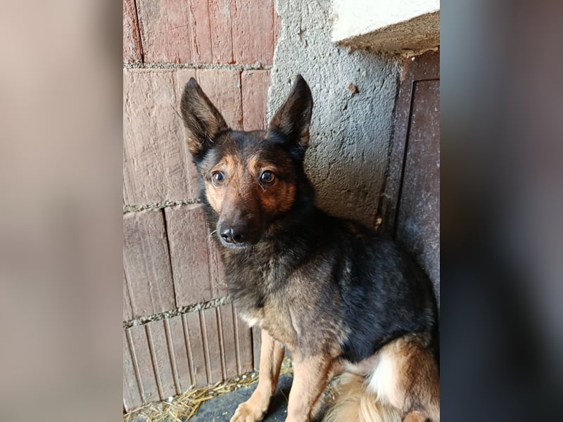 Nera sucht ihr Zuhause