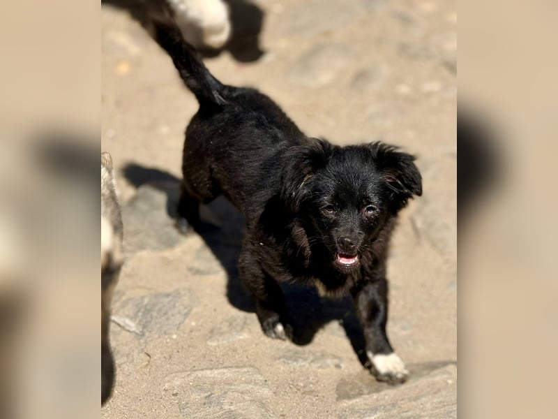 EDWINA - Kleine Hündin mit großem Herzen sucht ihre Lieblingsmenschen