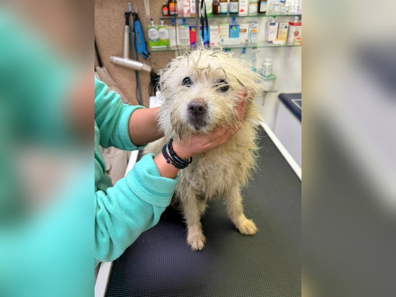 BALISTO - Kleine Wuschelmaus sucht Für-Immer-Zuhause