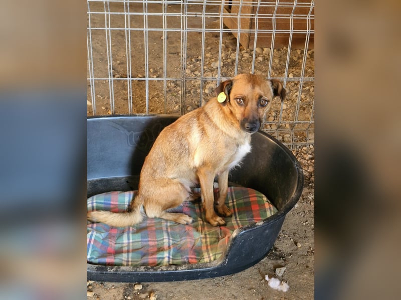 ANGELEYE - Bezaubernde Hündin sucht ihre Lieblingsmenschen