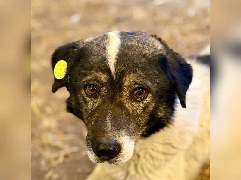 MIKRULI - Freundlicher, kleiner Kerl sucht sein Für-Immer-Zuhause