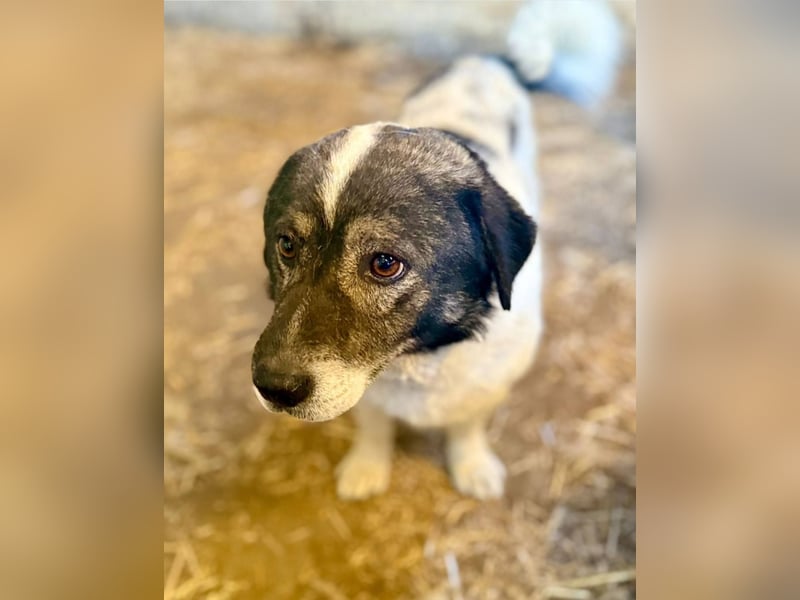 MIKRULI - Freundlicher, kleiner Kerl sucht sein Für-Immer-Zuhause