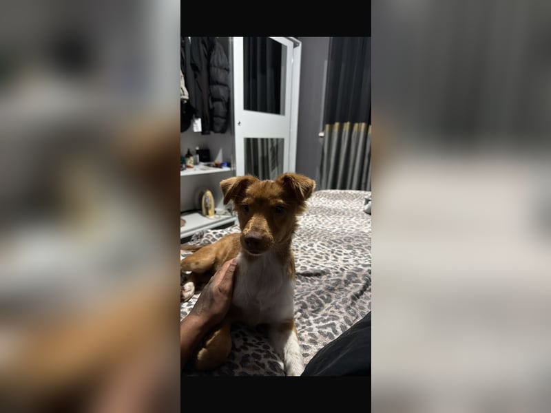 Suche zu Hause für junge Hündin