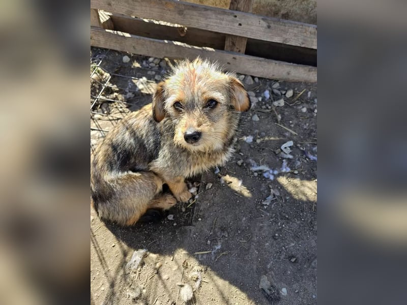 CEVICE - freundliche Hündin wartet auf ihr Ticket ins Glück