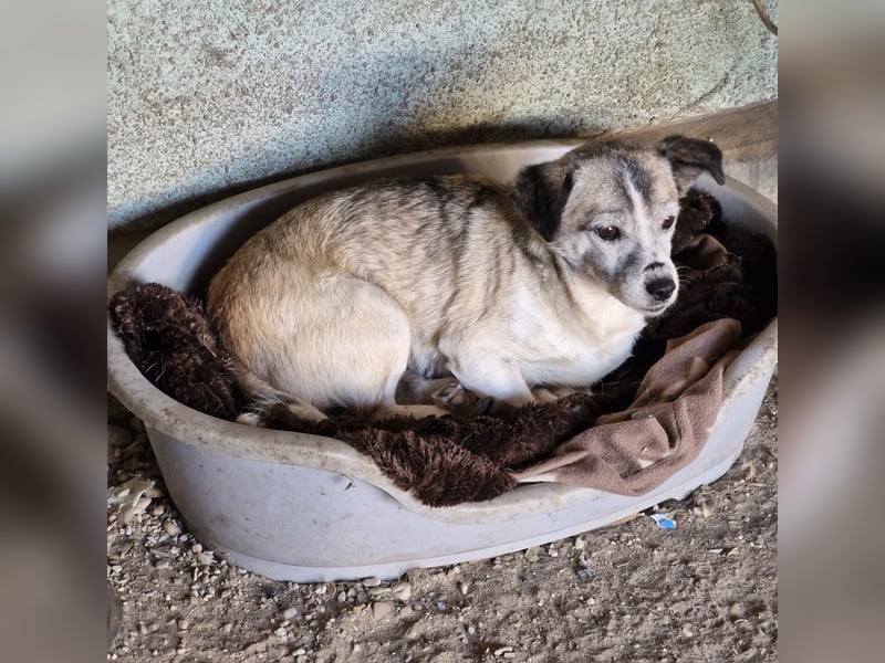 CHICA - Gnadenplatz bei lieben Menschen gesucht