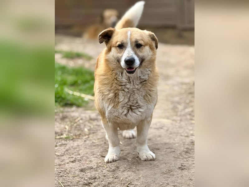 PITZI - freundlicher kleiner Rüde sucht seine Würstchengeber
