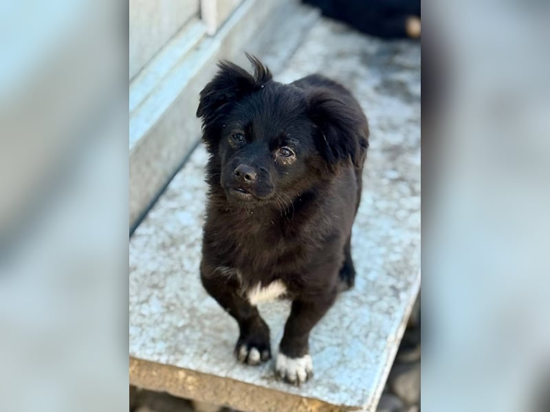 EDWINA - Kleine Hündin mit großem Herzen sucht ihre Lieblingsmenschen