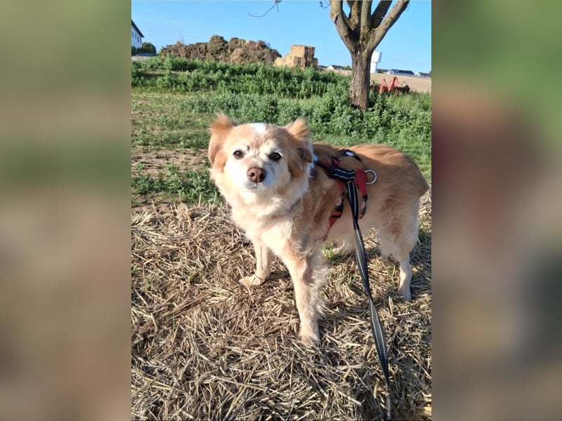 JAMIE und BELA - NOTFELLCHEN - ALTERSPLATZ GESUCHT