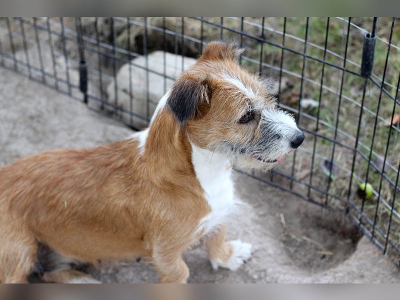 Unsichere Lizu wünscht sich erfahrene Menschen, die ihr ein Zuhause geben