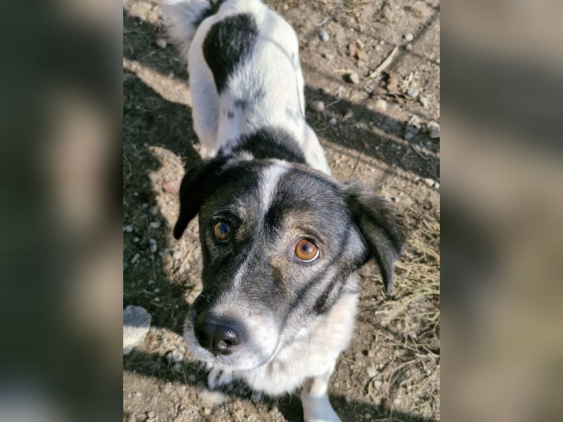 MIKRULI - Freundlicher, kleiner Kerl sucht sein Für-Immer-Zuhause