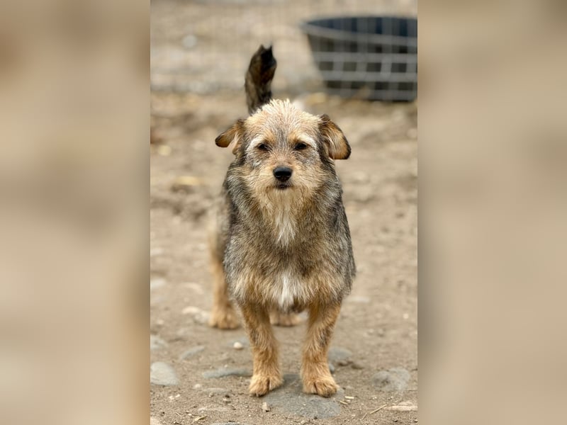 CEVICE - freundliche Hündin wartet auf ihr Ticket ins Glück