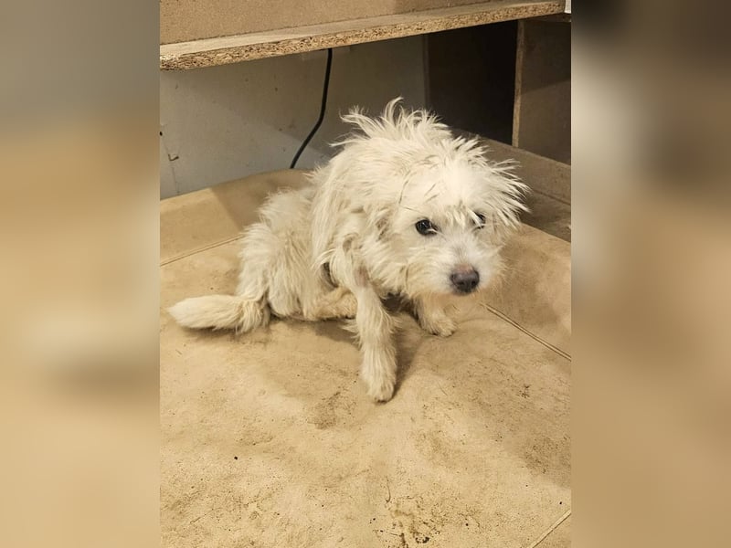 BALISTO - Kleine Wuschelmaus sucht Für-Immer-Zuhause