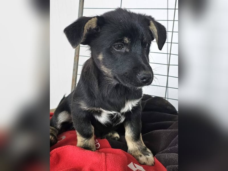 ELOISE - Aufgeschlossenes Mädchen sucht warmes Körbchen