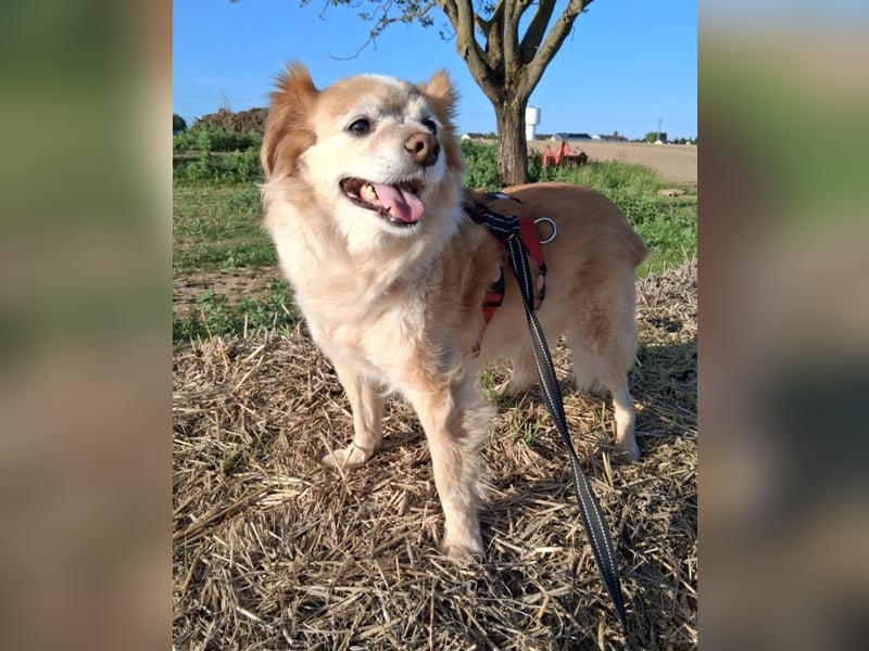 JAMIE und BELA - NOTFELLCHEN - ALTERSPLATZ GESUCHT