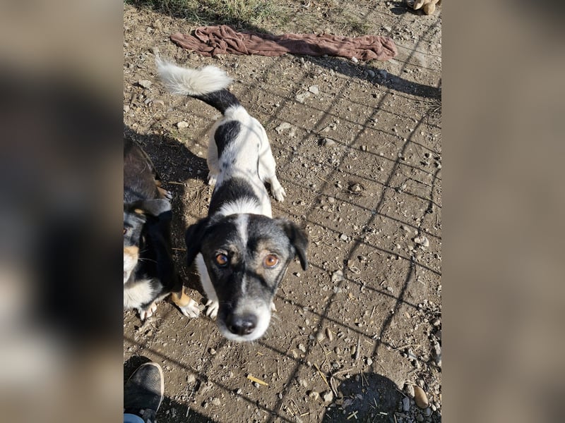 MIKRULI - Freundlicher, kleiner Kerl sucht sein Für-Immer-Zuhause