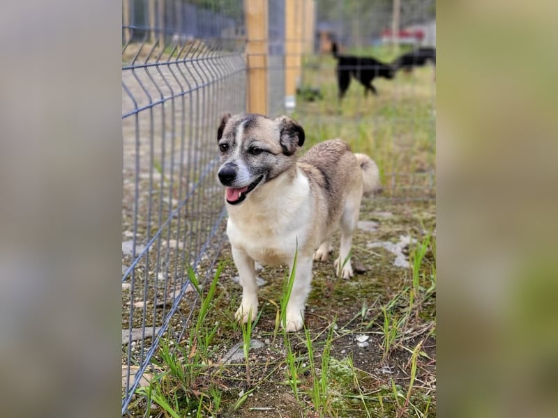 CHICA - Gnadenplatz bei lieben Menschen gesucht