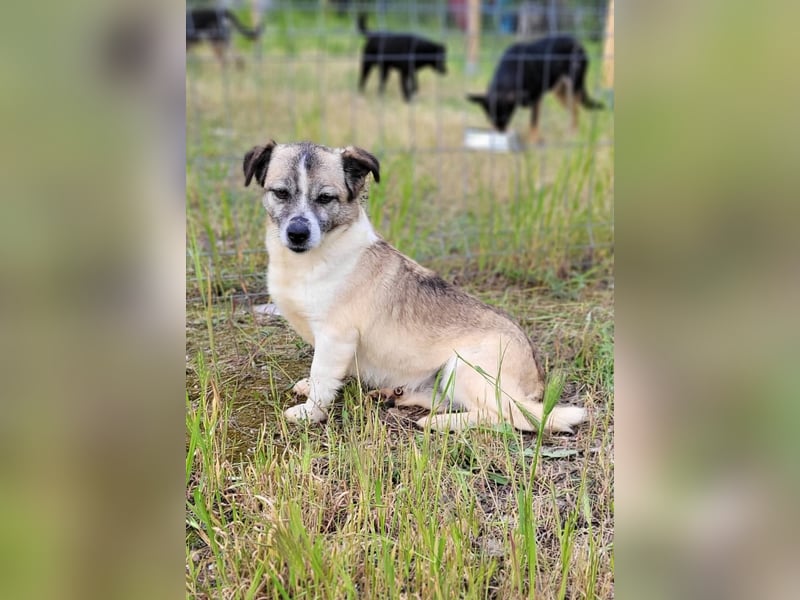 CHICA - Gnadenplatz bei lieben Menschen gesucht