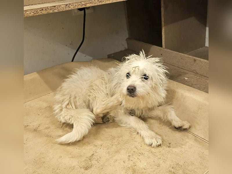 BALISTO - Kleine Wuschelmaus sucht Für-Immer-Zuhause