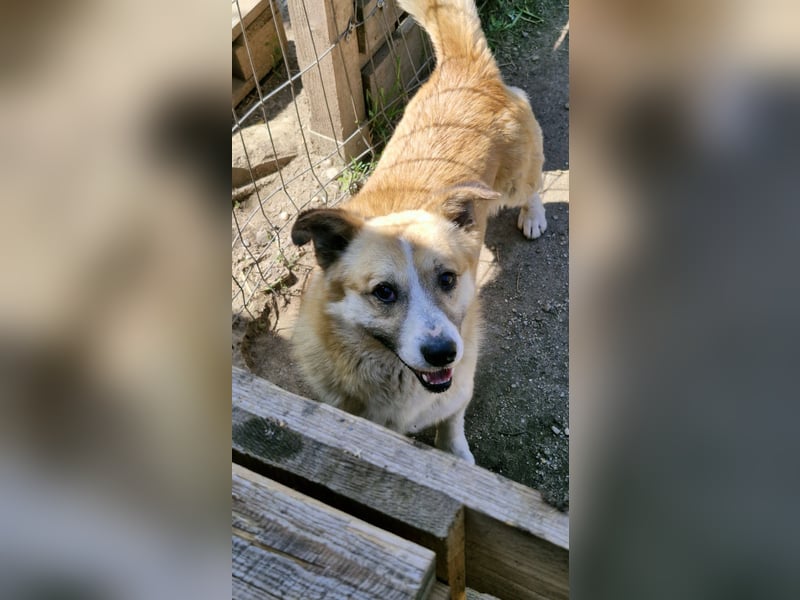 PITZI - freundlicher kleiner Rüde sucht seine Würstchengeber