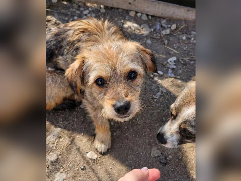 CEVICE - freundliche Hündin wartet auf ihr Ticket ins Glück