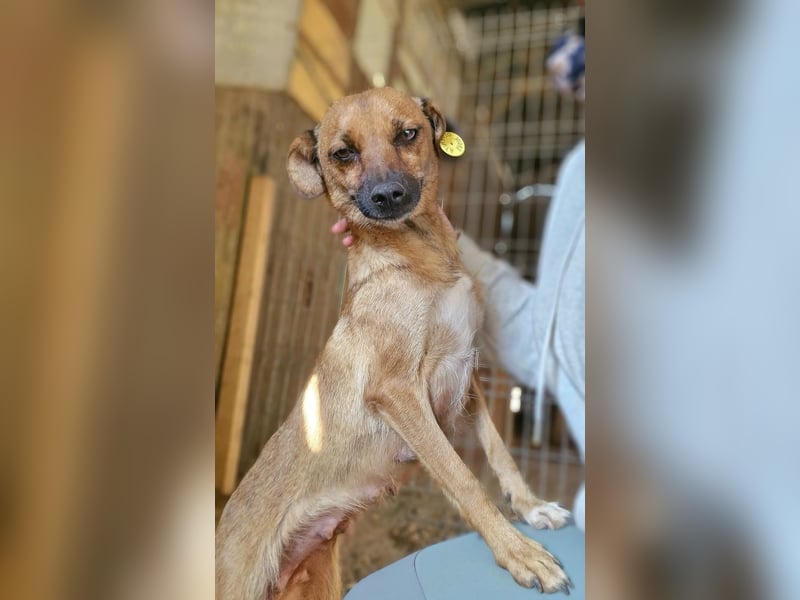 ANGELEYE - Bezaubernde Hündin sucht ihre Lieblingsmenschen