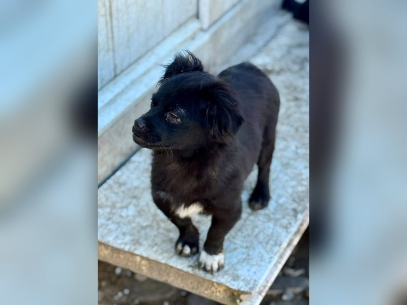 EDWINA - Kleine Hündin mit großem Herzen sucht ihre Lieblingsmenschen