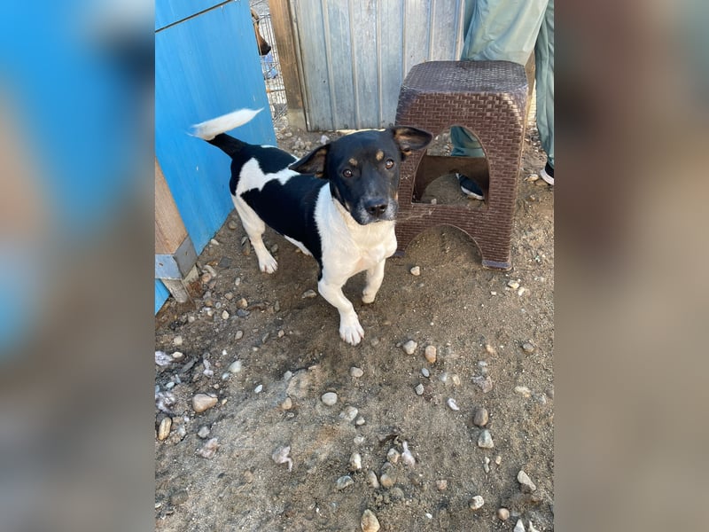 WATSON - Kleiner Mann wartet in 33100 Paderborn auf seine Menschen