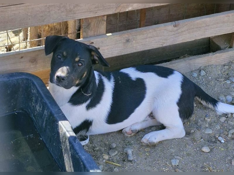 WATSON - Kleiner Mann wartet in 33100 Paderborn auf seine Menschen