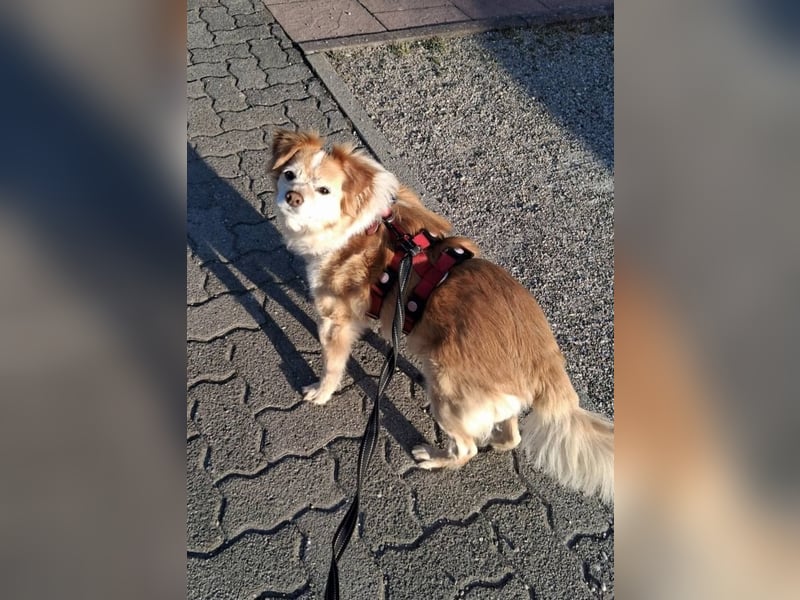 JAMIE und BELA - NOTFELLCHEN - ALTERSPLATZ GESUCHT