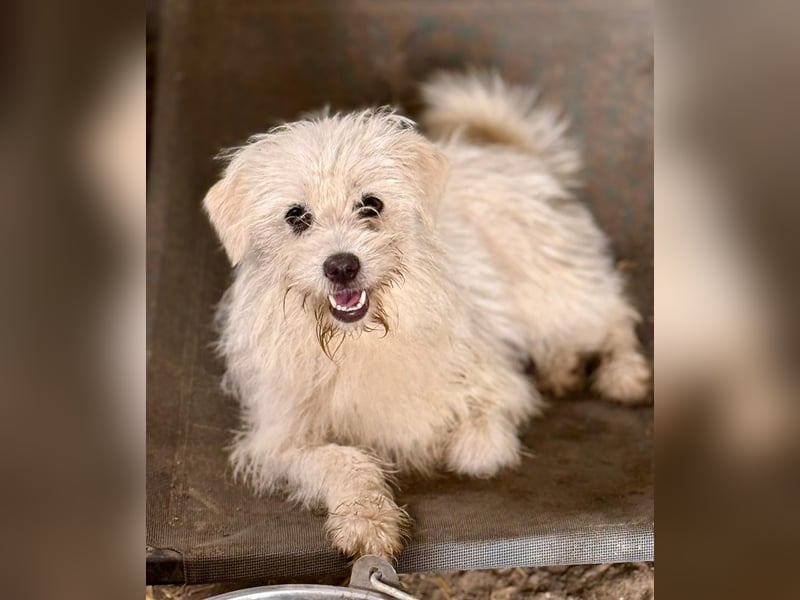 BALISTO - Kleine Wuschelmaus sucht Für-Immer-Zuhause