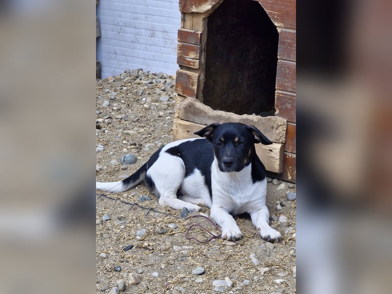 WATSON - Kleiner Mann wartet in 33100 Paderborn auf seine Menschen