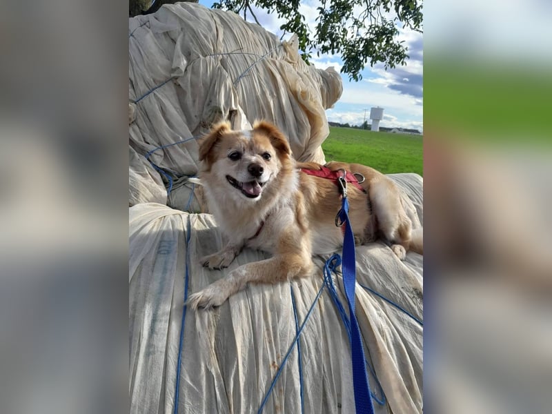JAMIE und BELA - NOTFELLCHEN - ALTERSPLATZ GESUCHT