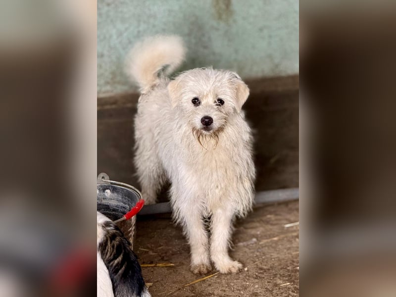 BALISTO - Kleine Wuschelmaus sucht Für-Immer-Zuhause
