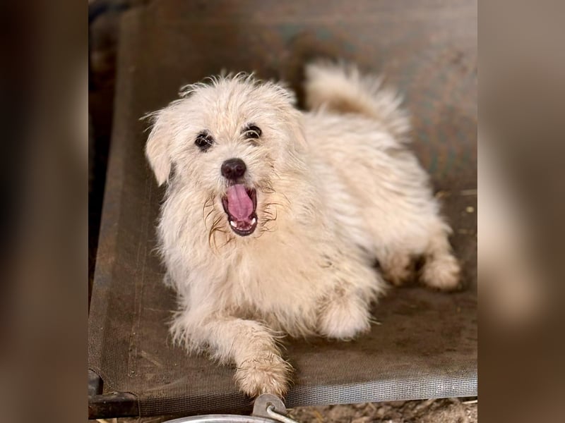 BALISTO - Kleine Wuschelmaus sucht Für-Immer-Zuhause